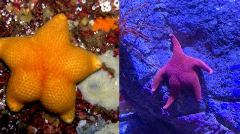 Thicc Starfish Know Your Meme