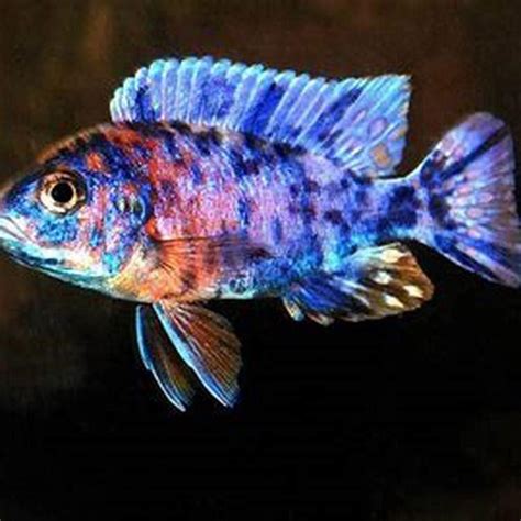 What Fish Can I Put With Malawi Cichlids DIY Seattle