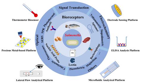 Overview Of Rapid Detection Methods For Salmonella In Foods Progress And Challenges