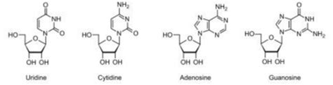 Molecular Final Exam Reviews Flashcards Quizlet