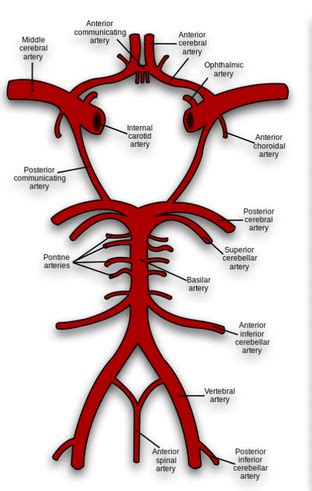 Pa Pathology Of Cerebrovascular Diseases Flashcards Quizlet