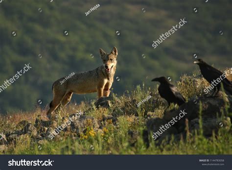 Eurasian Grey Wolf Canis Lupus Lupus Stock Photo Shutterstock