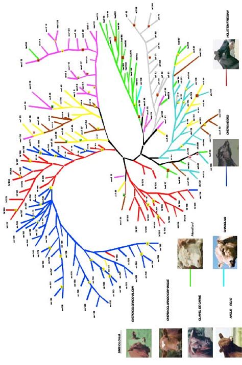 Figure 1 from ESTRUCTURA POBLACIONAL Y DIVERSIDAD GENÉTICA DE REBAÑOS