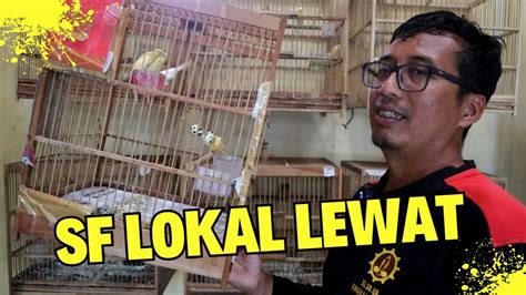 Ternak Kenari Seri Ini Bisa Mengalahkan Hasil Cetakan Kenari Sf Lokal