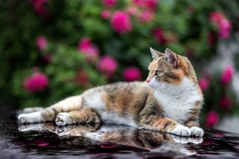 Download Reflection Animal Cat 4k Ultra Hd Wallpaper