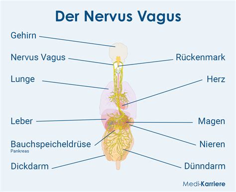 Nervus Vagus Verlauf Aufgaben Und Funktion Medi Karriere