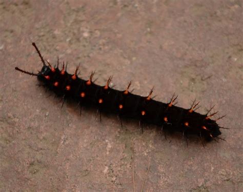 Malachite butterfly caterpillar : Biological Science Picture Directory ...