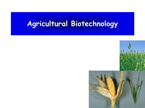 Ppt Agricultural Biotechnology Powerpoint Presentation Free Download Id 5225363