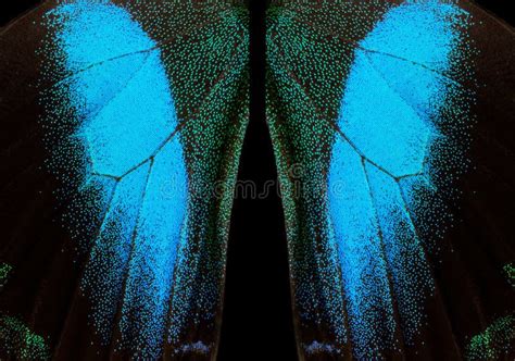 Wings of the Butterfly Ulysses. Closeup Stock Image - Image of ...