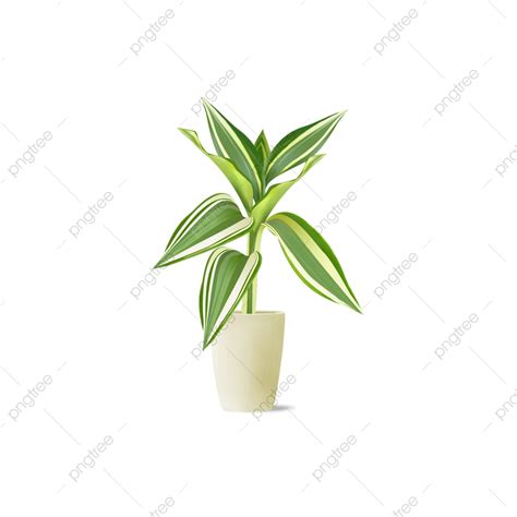 Planta Verde Pintada A Mano PNG Flores Plantas Verdes Planta PNG Y