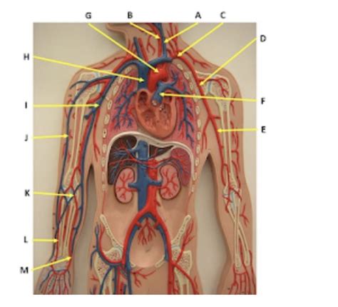 A P 2 Lab Practical 2 Notes Cardiac Flashcards Quizlet