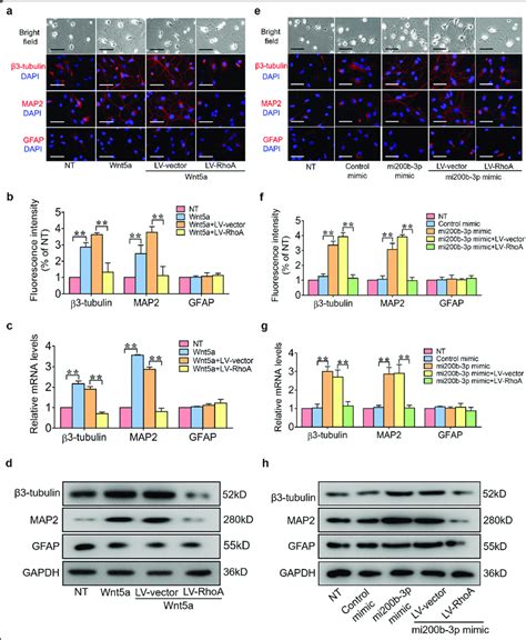 Overexpression Of Rhoa Suppresses The Neuroinductive Effects Of