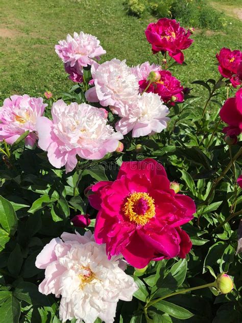 Beautiful Pink Peonies In The Summer Garden Stock Image Image Of