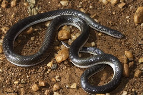 Atractaspis Bibronii Southern Stiletto Snake From Vaalw Flickr