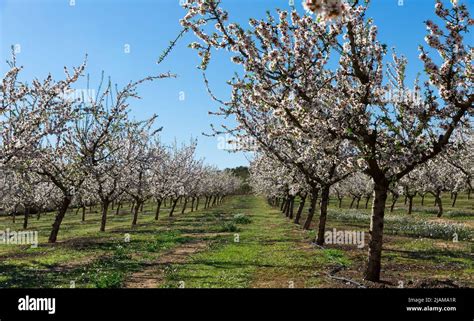 Flowering plum trees Stock Photo - Alamy