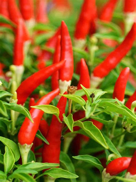 Web Stories of Spicy Recipes - Chili Pepper Madness