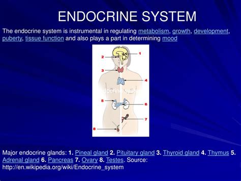 Ppt What Are Endocrine Disruptors Powerpoint Presentation Free