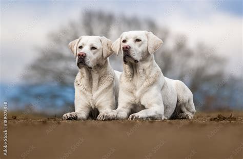 cute white labrador retriever dogs puppies lying outdoors