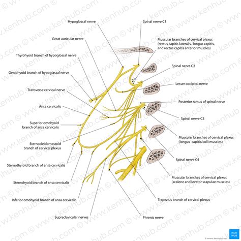 Cervical plexus: Anatomy, branches, course, innervation | Kenhub