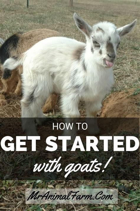 Raising Goats Ecourse The Basics From Choosing Your Goat Through