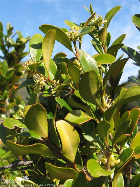 Buxus Sempervirens Flora On