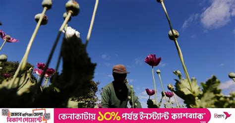 Myanmar Opium Cultivation Growing Under Military Rule Un Report