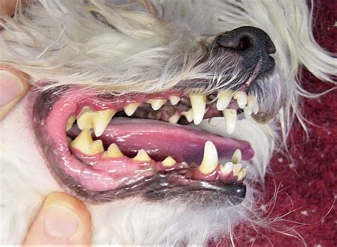 Dental Care For Dogs Periodontal Disease The Pet Doctors