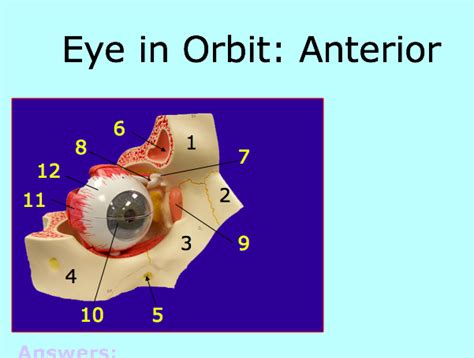 Eye In Orbit Anterior Diagram Quizlet