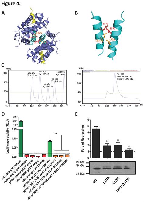 NR2E3 Transcriptional Repression Activity Requires The Formation Of A