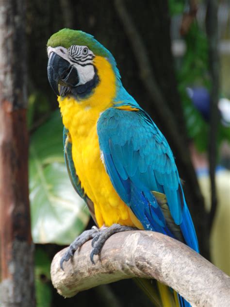 File:Ara ararauna -Singapore BirdPark-6.jpg - Wikimedia Commons