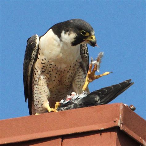 Peregrine Falcon Yummm Talon Licking Good Devouring A Pig Flickr