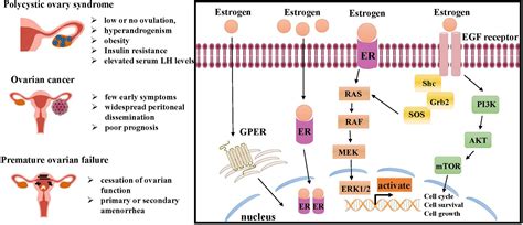 Frontiers Estrogen Biosynthesis And Signal Transduction In Ovarian