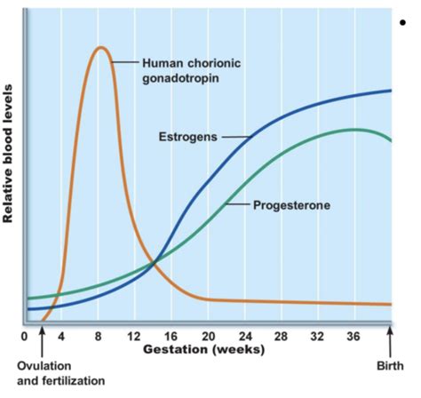 Pregnancy Human Development Flashcards Quizlet