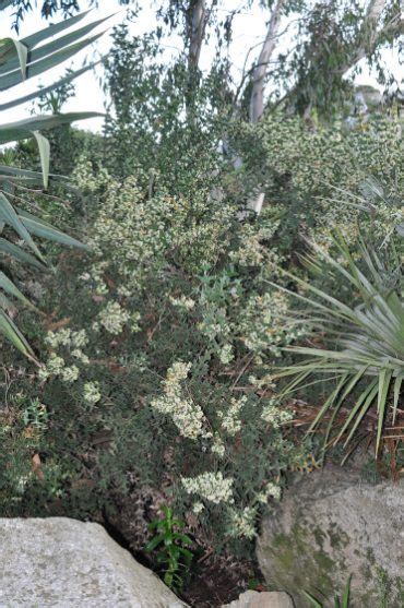 Colletia Cruciata Jardin Exotique Botanique De Roscoff