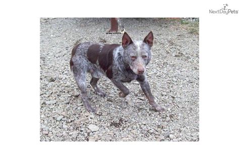 Chocolate queensland heeler australian cattle dog | Blue heeler dogs ...