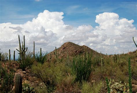 Desert Biome Plants