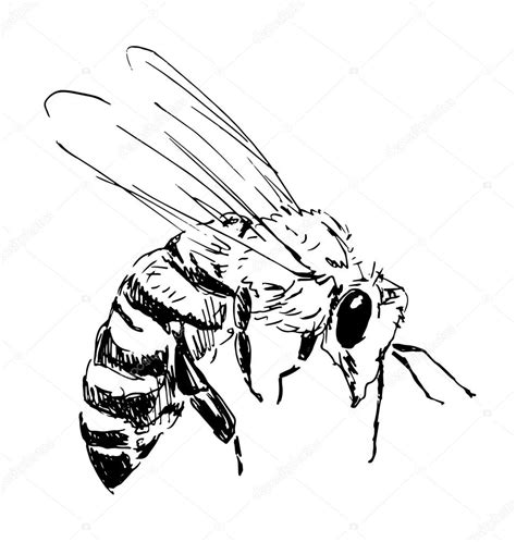 Flying Bee Drawing at GetDrawings | Free download