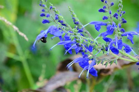 Salvia Invaluable Autumn Garden Companions Wave Hill