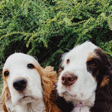 Sisters Together Again So Much Love English Cocker Spaniel English