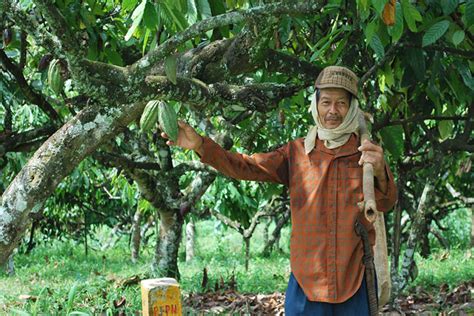 Sekilas Petani Kakao Indonesia