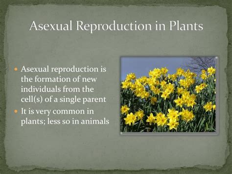 Ppt Asexual Reproduction In Plants Powerpoint Presentation Id1868679