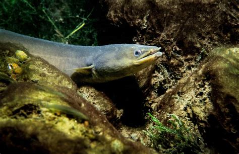 baby eel  pictures   amazing facts   animals