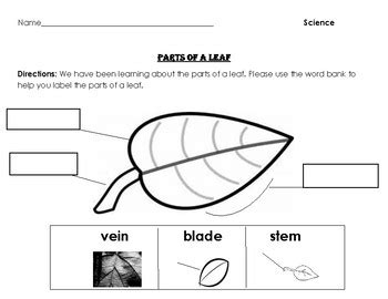 Label Part Of A Leaf Worksheet