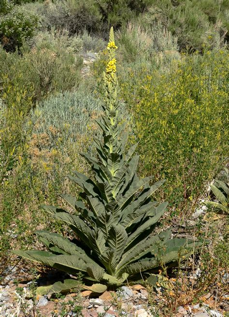 Verbascum thapsus | это... Что такое Verbascum thapsus?