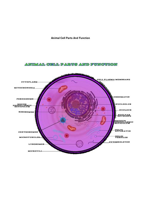 SOLUTION: Animal cell parts and function - Studypool