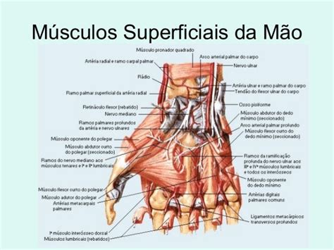 Anatomia da mão