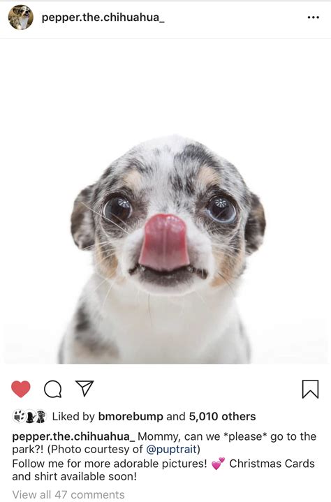 How Do Dogs Get Instagram Followers