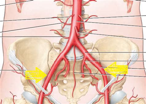 BIO 232 LAB Pelvis And Lower Extremity Blood Vessels Flashcards Quizlet