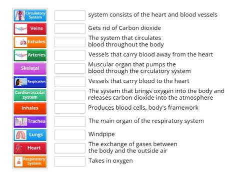 Respiratory And Circulatory Systems Match Up