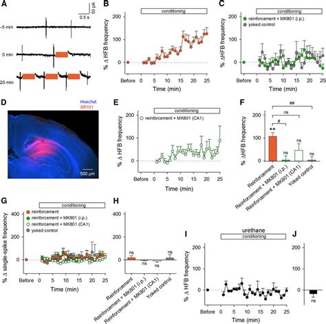 Selective Reinforcement Of HFBs In Unanesthetized And Anesthetized